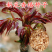 红油香椿种子红油香椿芽苗菜种子速生红香椿树四季易种蔬菜