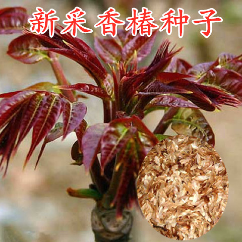 红油香椿种子红油香椿芽苗菜种子速生红香椿树四季易种蔬菜
