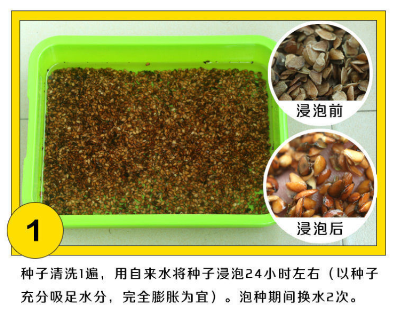 红油香椿种子红油香椿芽苗菜种子速生红香椿树四季易种蔬菜