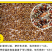 红油香椿种子红油香椿芽苗菜种子速生红香椿树四季易种蔬菜
