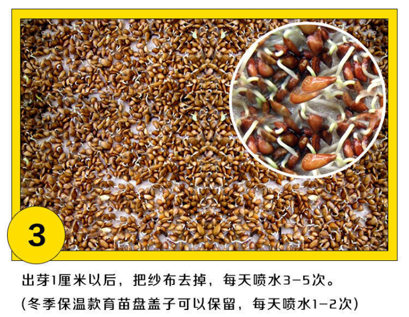 红油香椿种子红油香椿芽苗菜种子速生红香椿树四季易种蔬菜