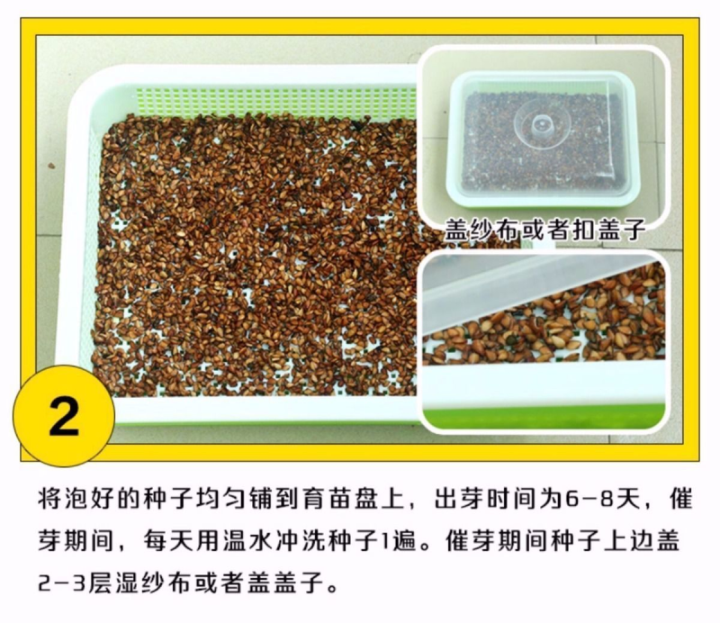 红油香椿种子红油香椿芽苗菜种子速生红香椿树四季易种蔬菜