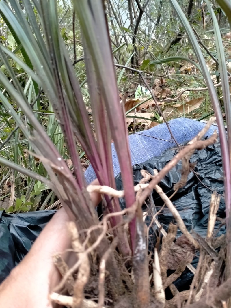 紫香妃，精品惠兰紫香妃，大红大紫，栽在盆景里，别有一番