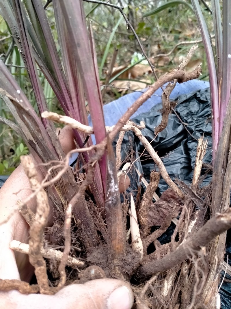 紫香妃，精品惠兰紫香妃，大红大紫，栽在盆景里，别有一番