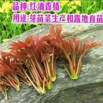 红油香椿种子四季红油香椿种子矮化红油香椿种子专家育
