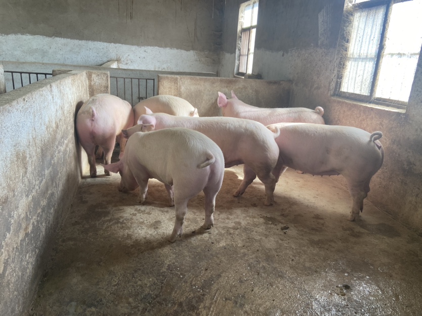 湖南生猪交易市场实景