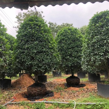 金桂,桂花,四季桂种植园直发欢迎来电咨询