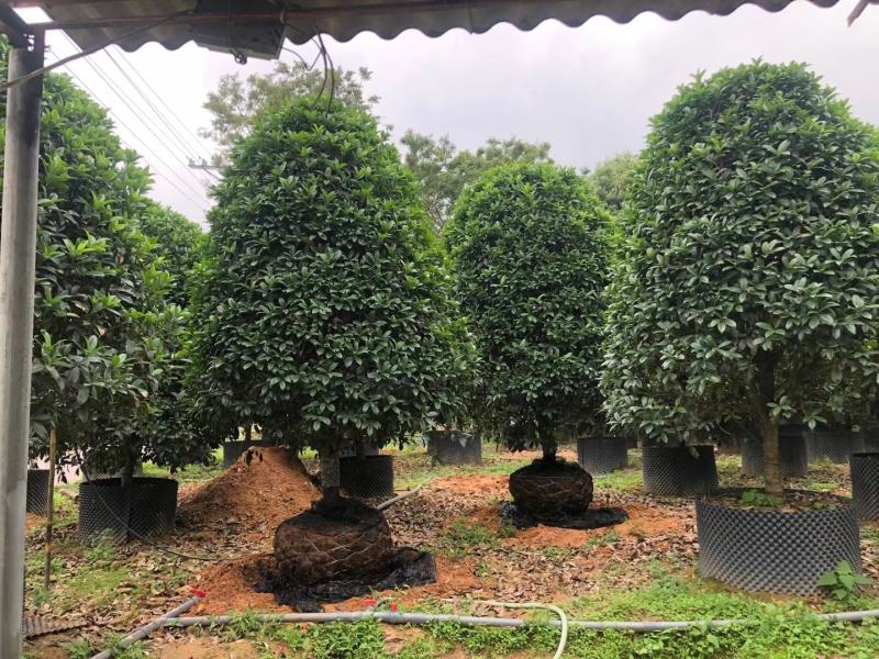 金桂，桂花，四季桂种植园直发欢迎来电咨询