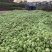 四川榨菜基金大量有货！有需要的老板赶紧联系