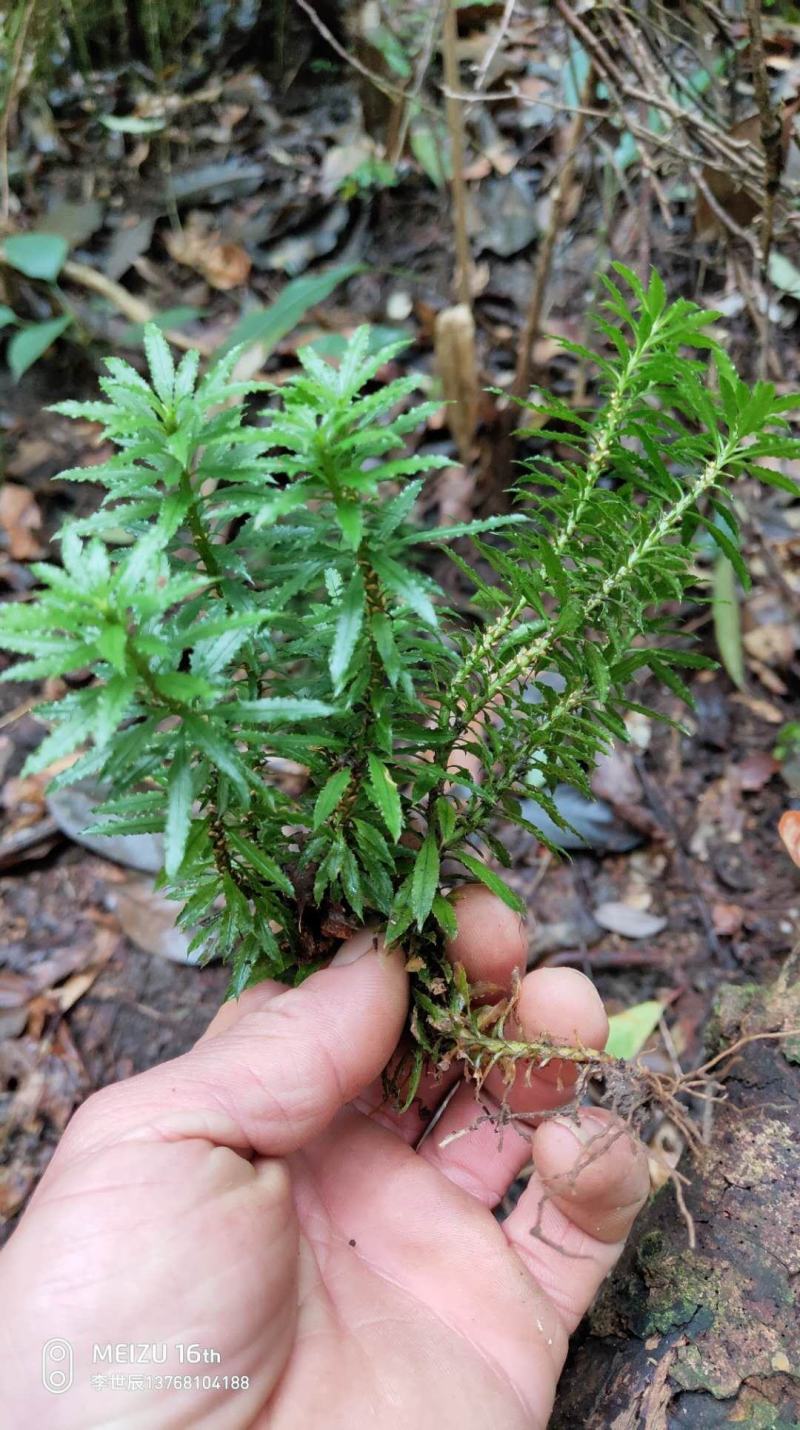 广西十万山野生大叶千层塔