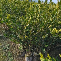 12x15大杯油茶苗