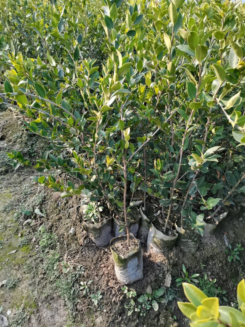 12x15大杯油茶苗