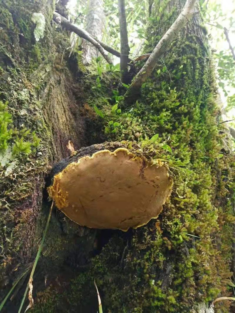 正宗高原桑黄