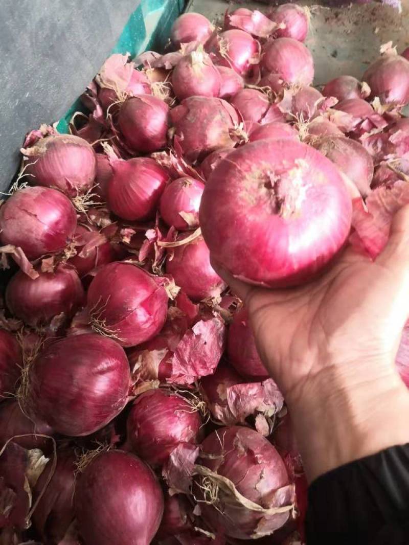 【精品】山东红皮洋葱8厘米往上，保质保量量大从优