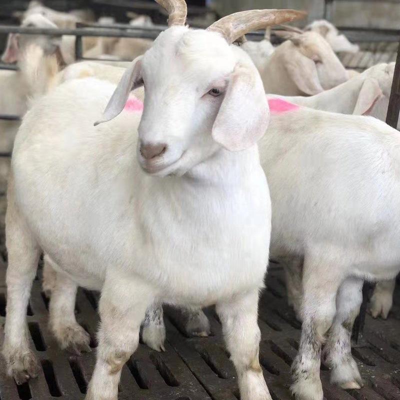 头胎美国白山羊青年羊二胎羊包技术包运输