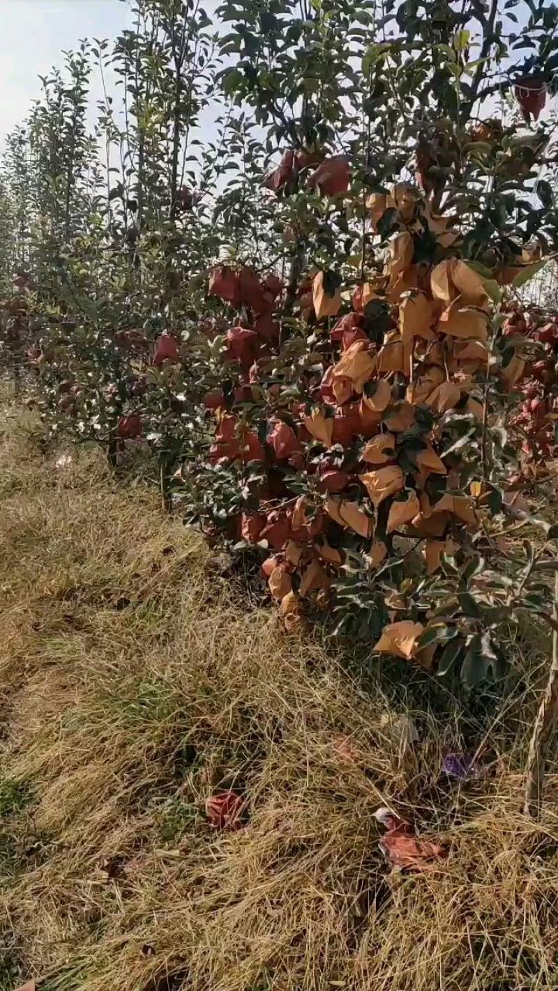 栖霞市金帅苹果产地直供货源充足欢迎新老客户咨询