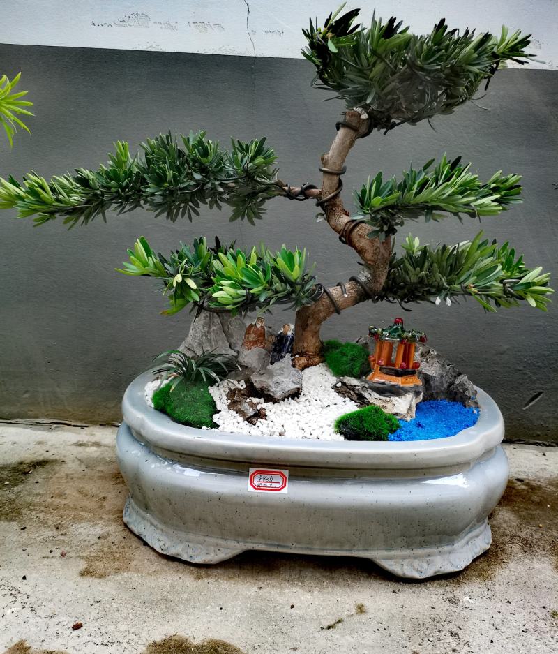 菊花芯罗汉松盆景老庄真树盆栽室内室外绿植摆件
