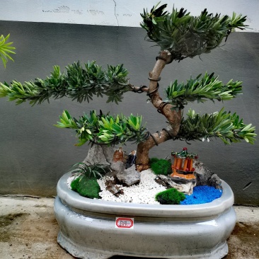 菊花芯罗汉松盆景老庄真树盆栽室内室外绿植摆件