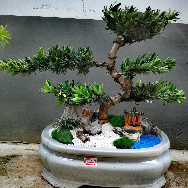 菊花芯罗汉松盆景老庄真树盆栽室内室外绿植摆件