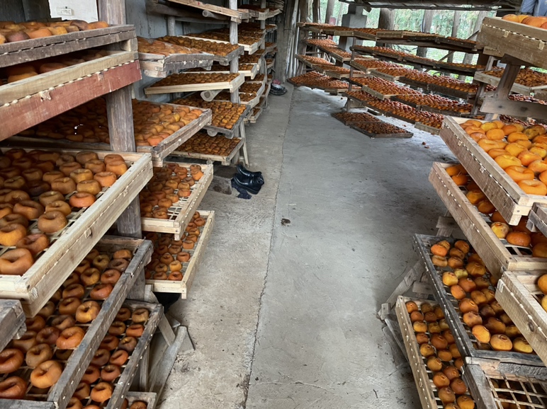 展示懒柿子制作的全过程,包括柿子挑选、削皮、浸泡等步骤 懒柿子制作全过程