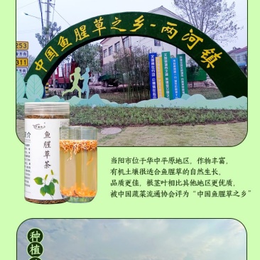 新鲜蔬菜鱼腥草之鱼腥草折耳根种子农家侧耳根嫩根节节根现挖