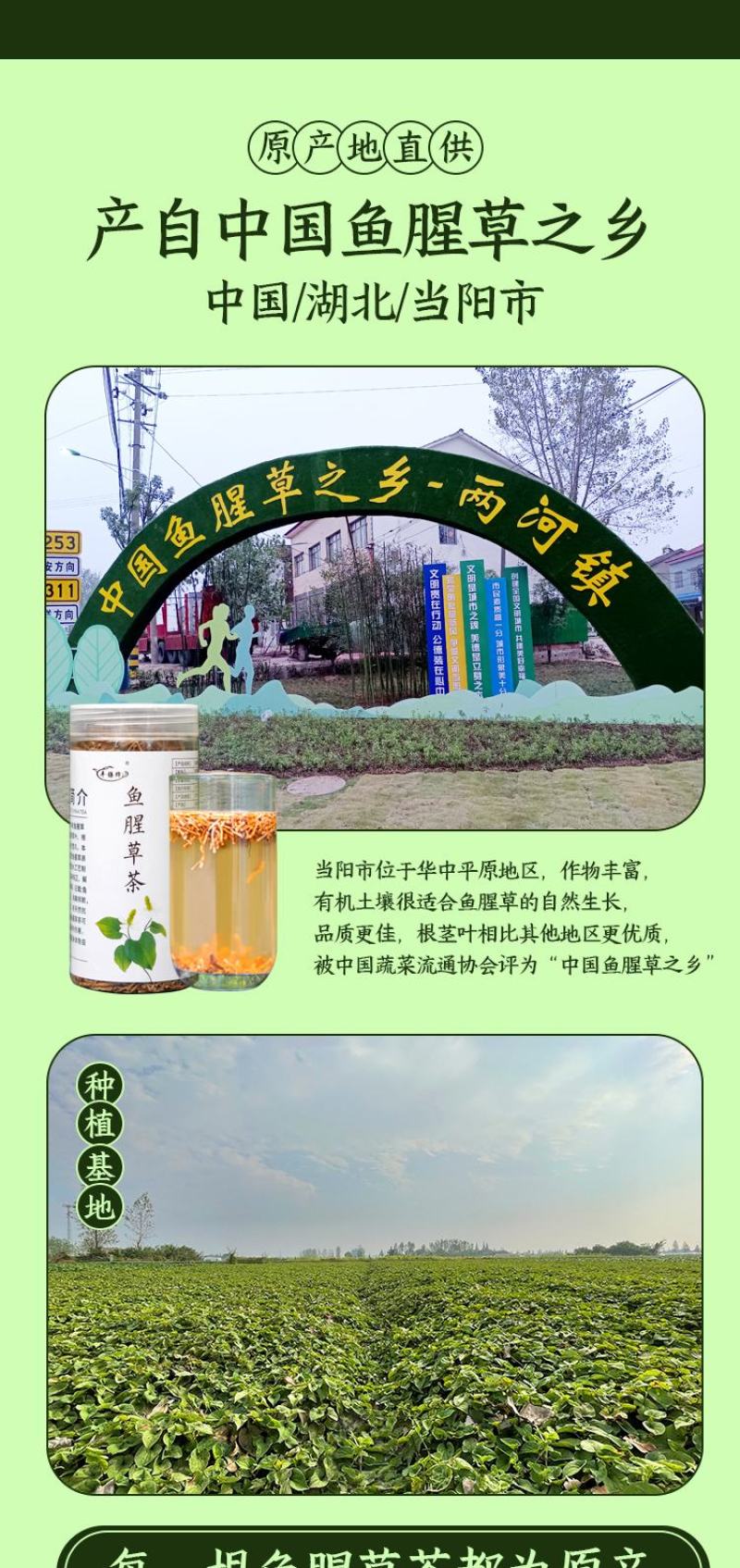新鲜蔬菜鱼腥草之鱼腥草折耳根种子农家侧耳根嫩根节节根现挖