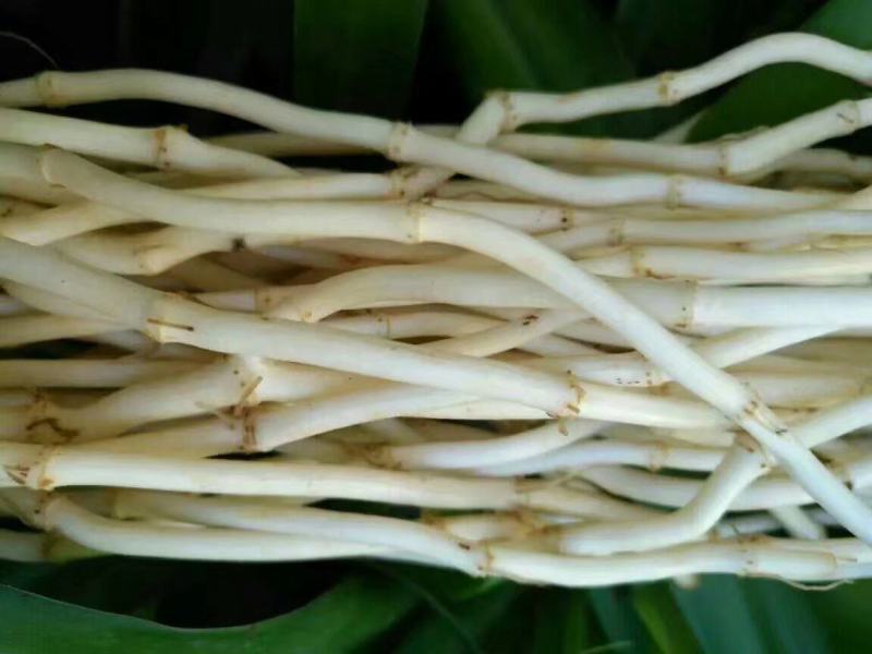 新鲜蔬菜鱼腥草之鱼腥草折耳根种子农家侧耳根嫩根节节根现挖