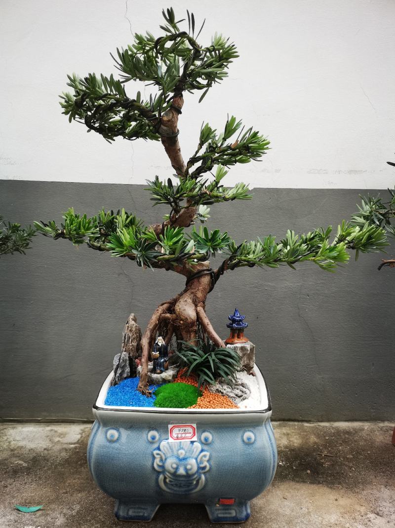 菊花芯罗汉松盆景老庄真树盆栽室内室外绿植摆件