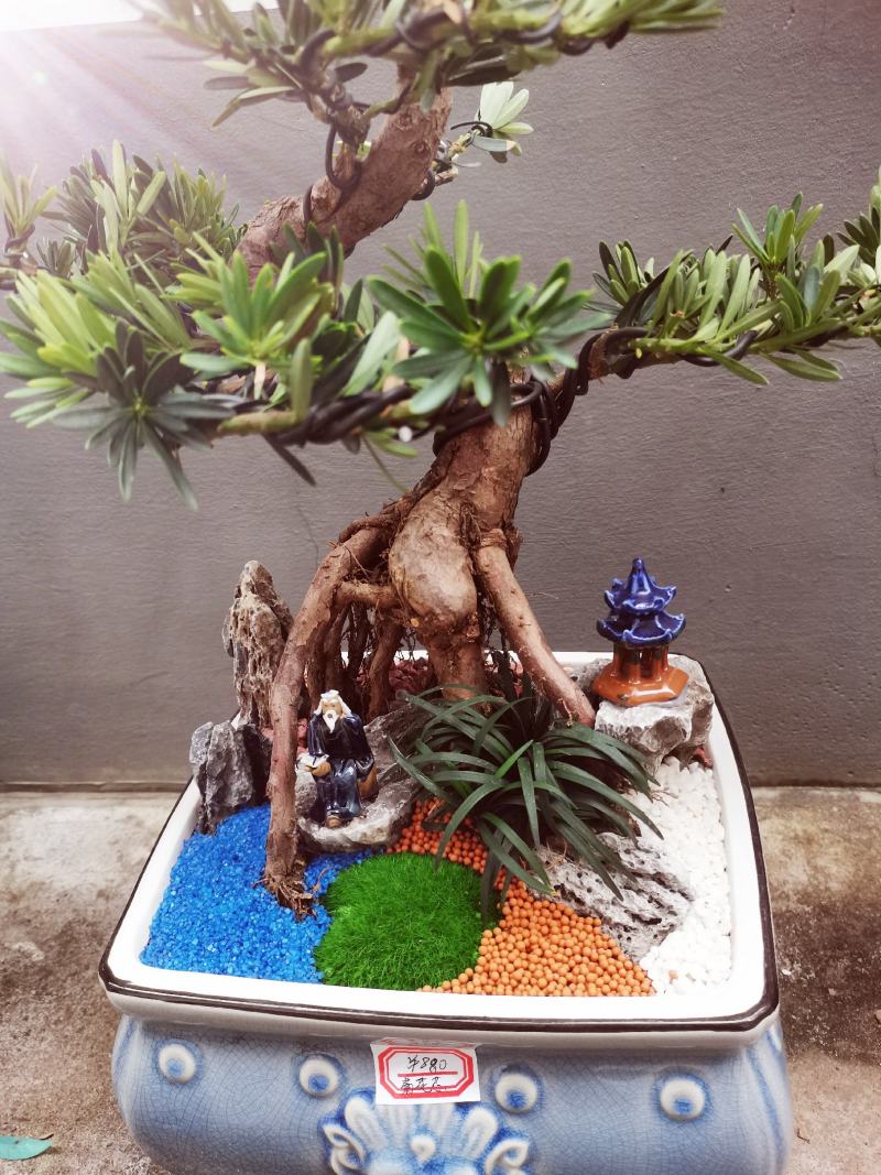 菊花芯罗汉松盆景老庄真树盆栽室内室外绿植摆件
