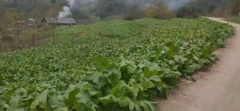 榨菜大量出售榨菜，基地货，可走市场，厂货欢迎各位老板来电