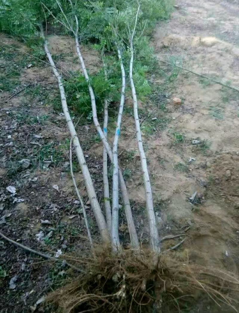 刺槐刺槐苗优质洋花槐树苗可食用槐树地栽苗