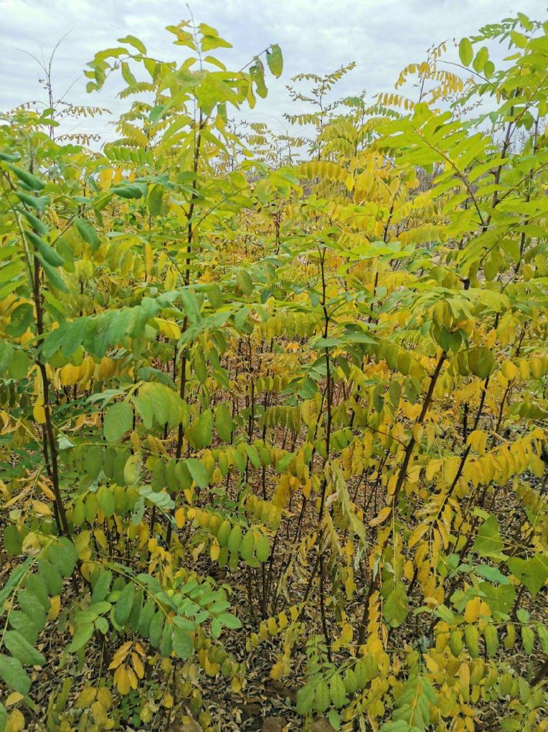 刺槐刺槐苗优质洋花槐树苗可食用槐树地栽苗
