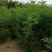 刺槐刺槐苗优质洋花槐树苗可食用槐树地栽苗