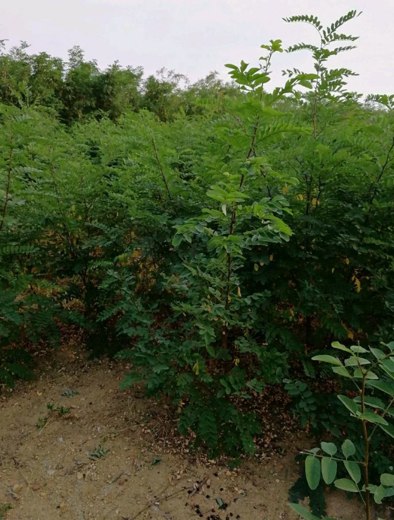 刺槐刺槐苗优质洋花槐树苗可食用槐树地栽苗