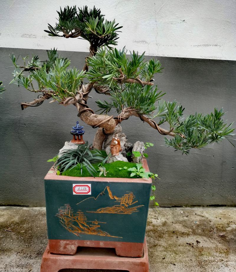 罗汉松盆景老庄真树盆栽室内室外绿植摆件