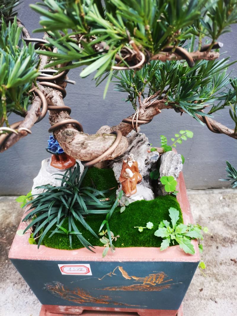罗汉松盆景老庄真树盆栽室内室外绿植摆件