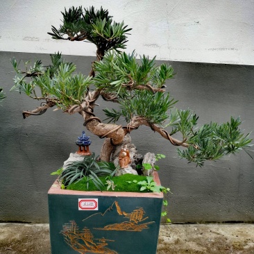 罗汉松盆景老庄真树盆栽室内室外绿植摆件
