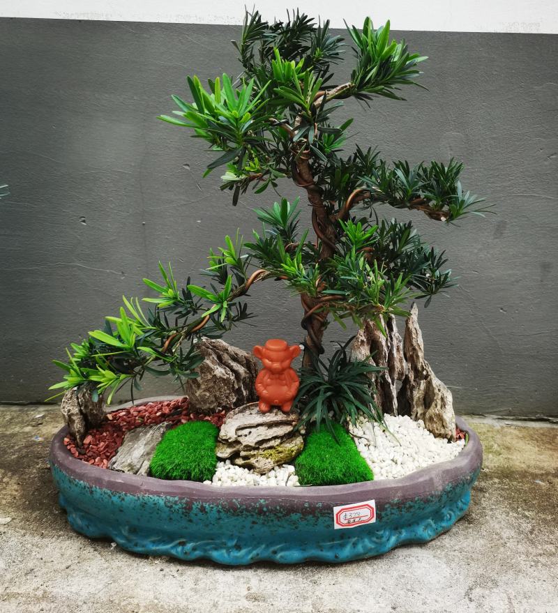 罗汉松盆景老庄真树盆栽室内室外绿植摆件