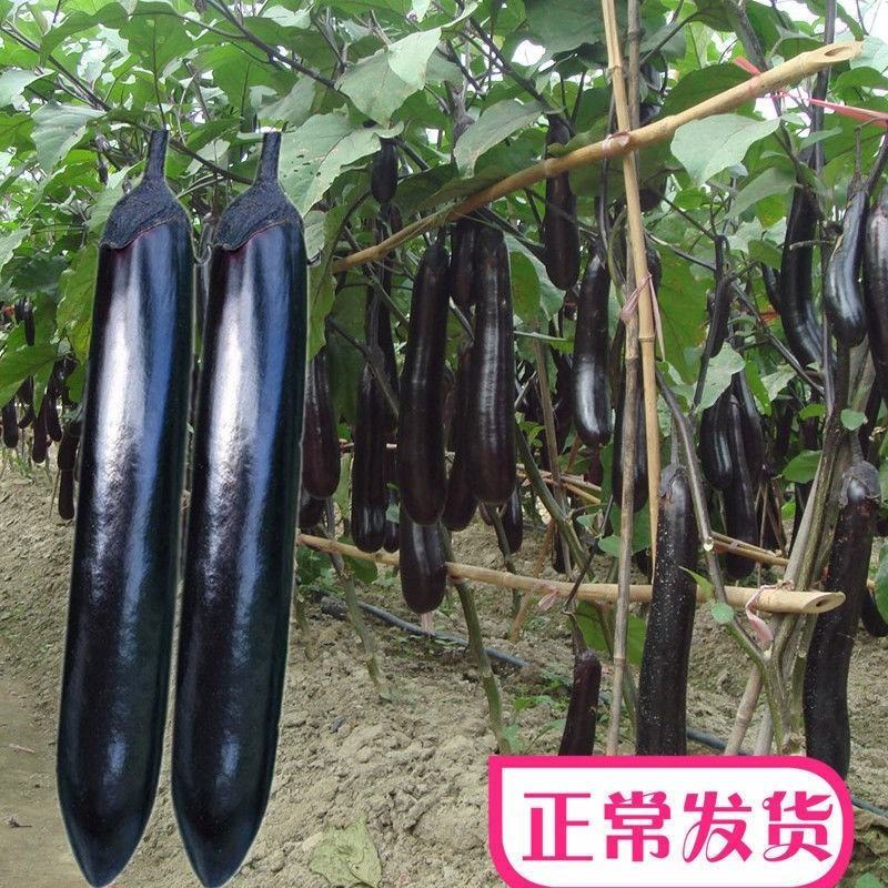 【厂家直销】三月茄紫粗茄种子早熟商品性佳春秋两用茄子种子