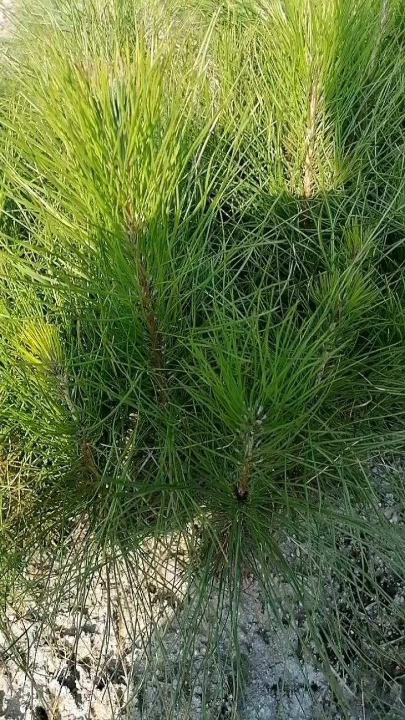 湿地松苗湿地松杯苗国外松苗江西宜春产地直供