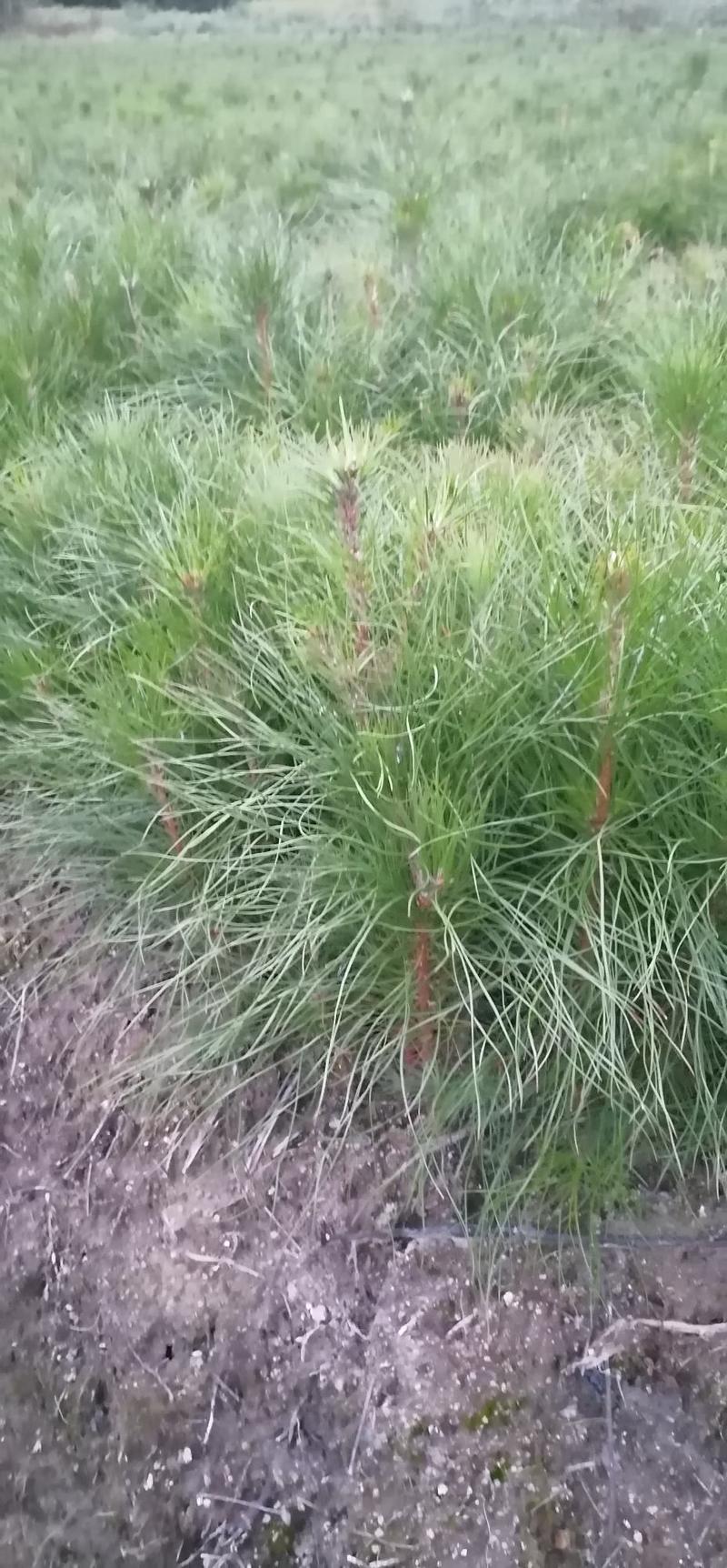 湿地松苗湿地松杯苗国外松苗江西宜春产地直供
