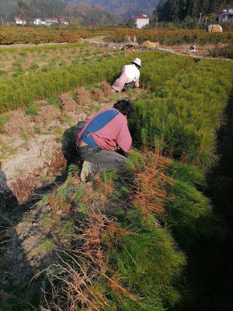 湿地松苗湿地松杯苗国外松苗江西宜春产地直供