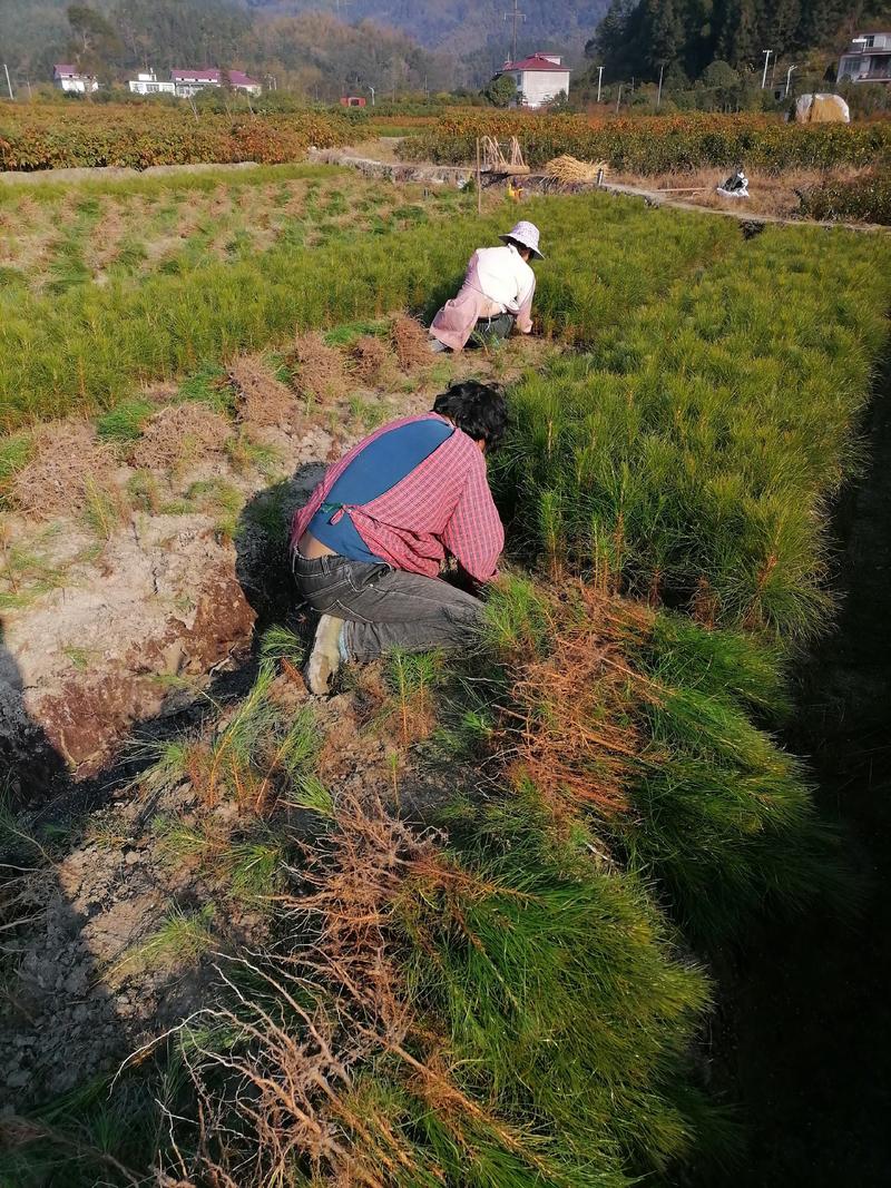 湿地松苗湿地松杯苗江西宜春产地直供湿地松l小苗