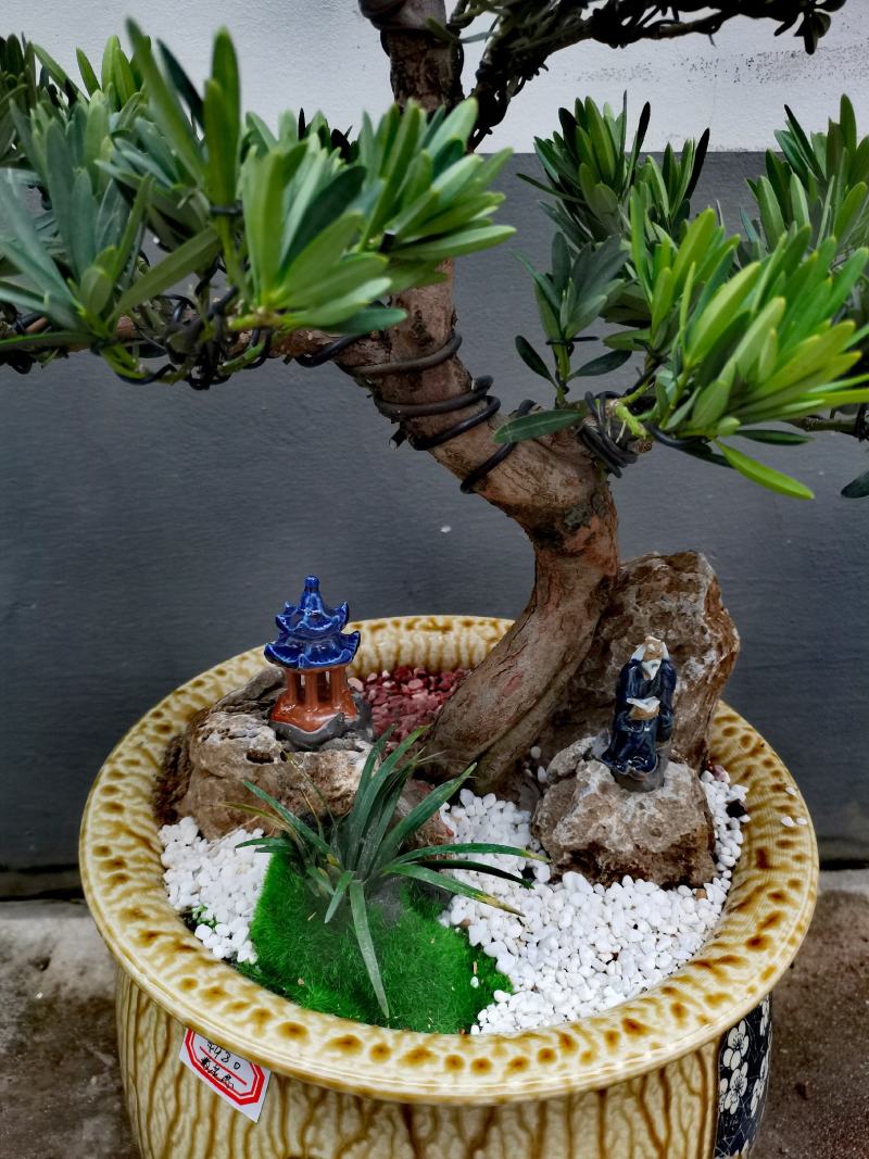 菊花芯罗汉松盆景老庄真树盆栽室内室外绿植摆件