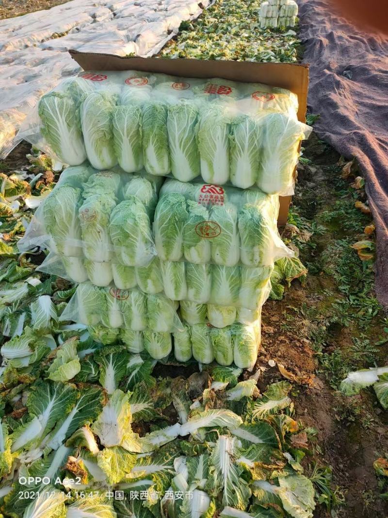 娃娃菜大娃娃菜小娃娃菜供应中欢迎订购支持发货