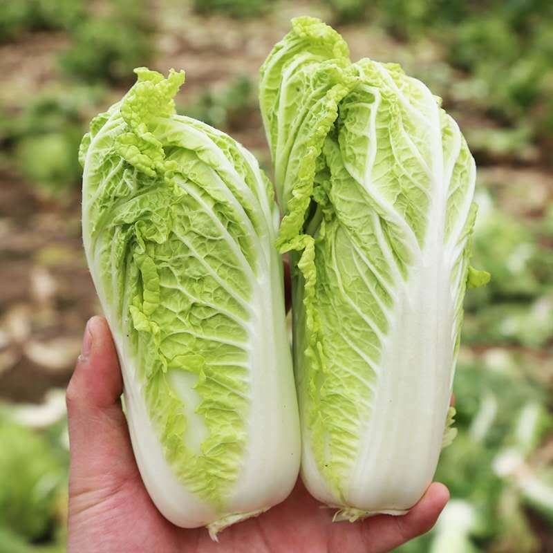 娃娃菜大娃娃菜小娃娃菜供应中欢迎订购支持发货