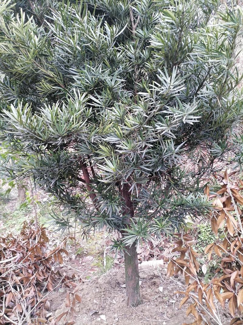 罗汉松苗罗汉松小苗造型罗汉松江西宜春产地直供