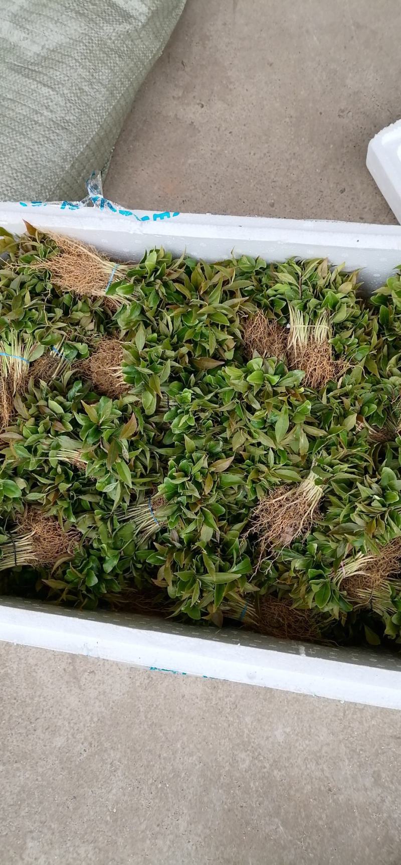 木荷苗、荷木苗、荷木芽苗产地直供批发价出售