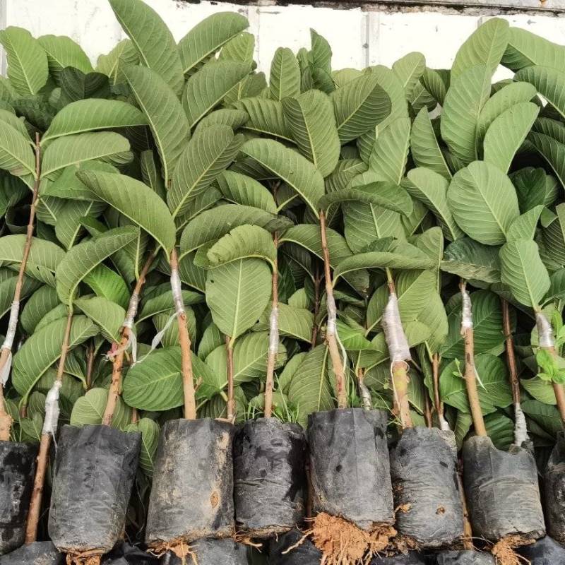 【正品】台湾珍珠番石榴苗，基地现挖，包成活率，品种纯正