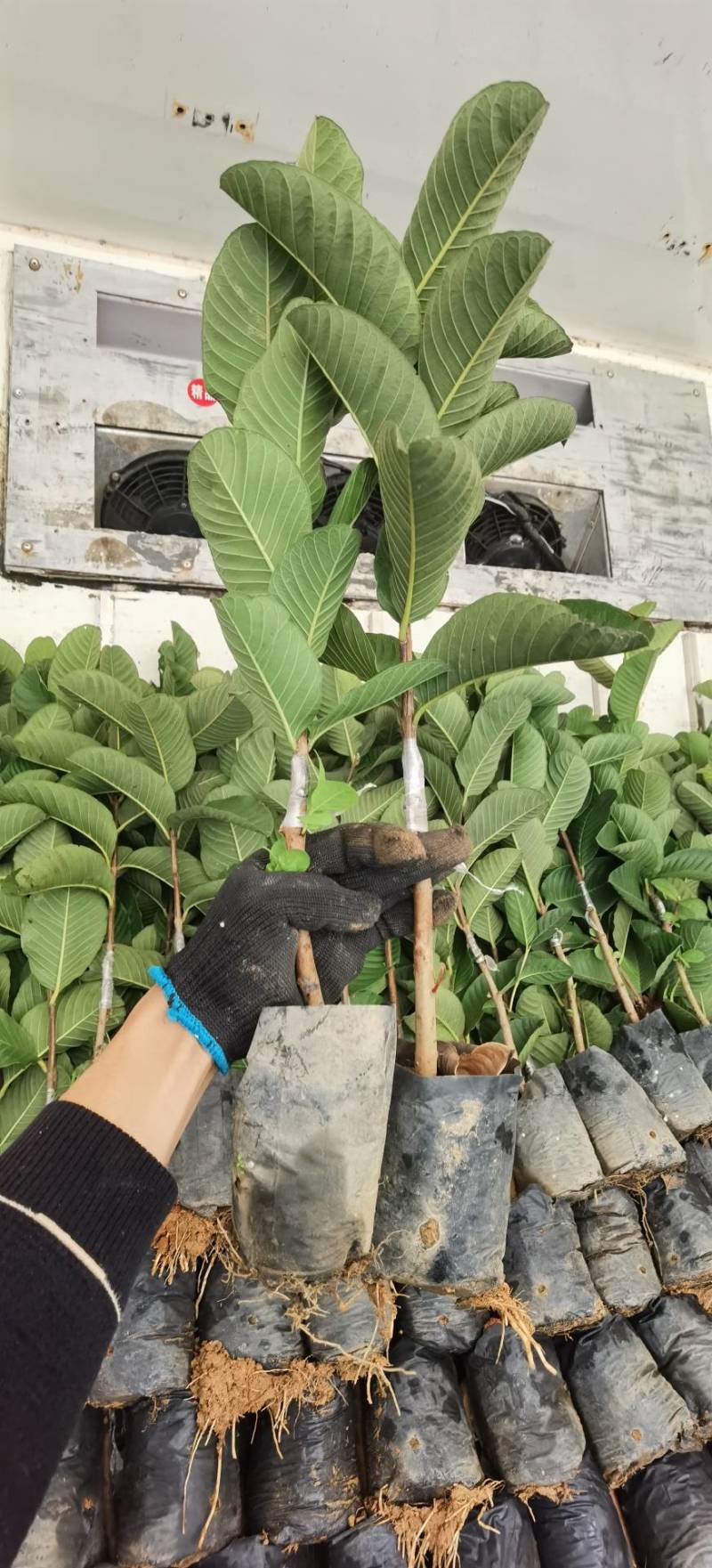 【正品】台湾珍珠番石榴苗，基地现挖，包成活率，品种纯正